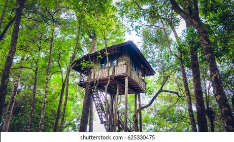 House On A Tree 