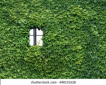 House Is Overgrown With Ivy