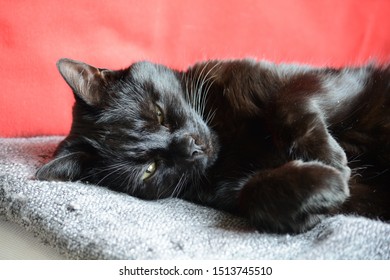 House Panther Resting In His Favourite Chair