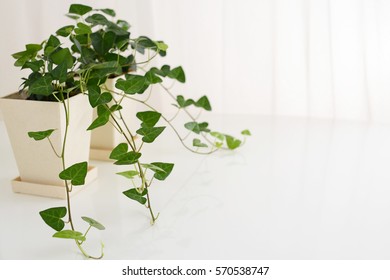 House plant - Shutterstock ID 570538747