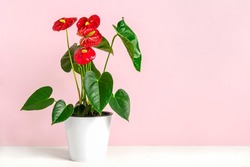 House Plant Anthurium In White Flowerpot Isolated On White Table And Pink Background Anthurium Is Heart - Shaped Flower Flamingo Flowers Or Anthurium Andraeanum (Araceae Or Arum) Symbolize Hospitality