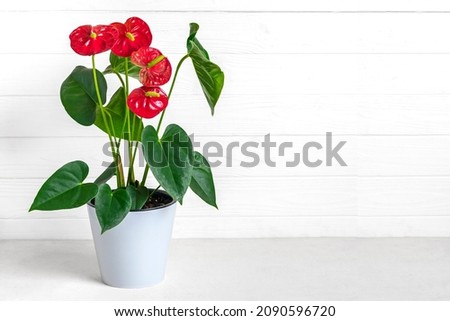 House plant Anthurium in white flowerpot isolated on white table and background Anthurium is heart - shaped flower Flamingo flowers or Anthurium andraeanum (Araceae or Arum) symbolize hospitality
