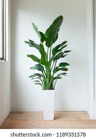 House Plant Augusta