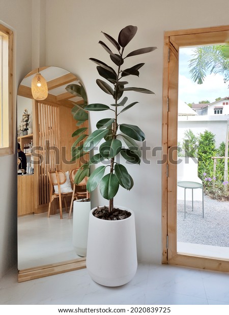 House Plant decoration. Rubber
Plant, Indian Rubber Tree, Ficus Elastica in white pot with floor
mirror near the glass door in cafe and restaurant
background.