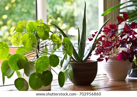 House plant display on the window.Indoor houseplants