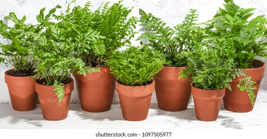 House Plant Fern In Potted On White Background