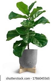 House Plant Of Fiddle Leaf Fig Tree In Loft Pot On White Background