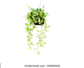 House Plant Hanging On White Background