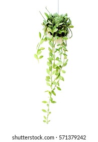 House Plant Hanging On White Background