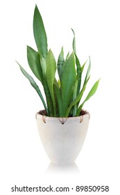 House plant on white background - Sansevieria
