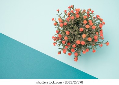 House Plant With Orange Flowers In A Pot Against Light Blue Background. Minimal Design Flat Lay