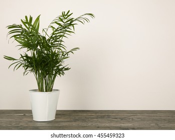 1,518,932 Palm plants Images, Stock Photos & Vectors | Shutterstock