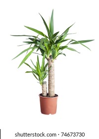  House Plant In A Pot.  Yucca