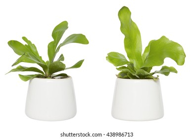 House Plant - A potted plant Bird's Nest fern isolated on white background. 