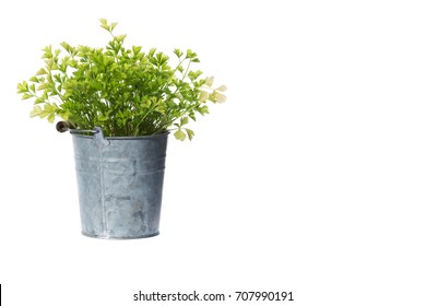 House Plant Potted Plant Isolated On White-