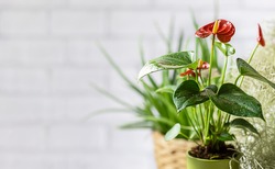 House Plant Red Anthurium In A Pot On A Wooden Table. Anthurium Andreanum. Flower Flamingo Flowers Or Anthurium Andraeanum Symbolize Hospitality. Copy Space