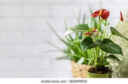 House plant red Anthurium in a pot on a wooden table. Anthurium andreanum. Flower Flamingo flowers or Anthurium andraeanum symbolize hospitality. Copy space