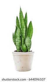 House Plant Sansevieria In The White Plastic Flower Pot Isolated On A White Background