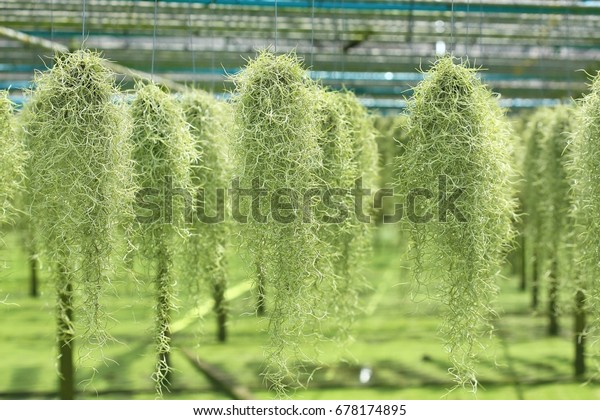 House Plant Tillandsia Species Nursery Farm Nature Stock Image