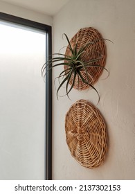 House Plant Tree  With Rattan Wall Decoration On White Wall Near Frosted Glass Window.