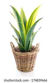 House Plant - Variegated Snake Plant On White 