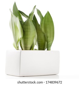 House Plant - Variegated Snake Plant, A Potted Plant On A White Background