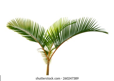 House Plant Yellow Stem Coco Palm Tree Isolated On White Background