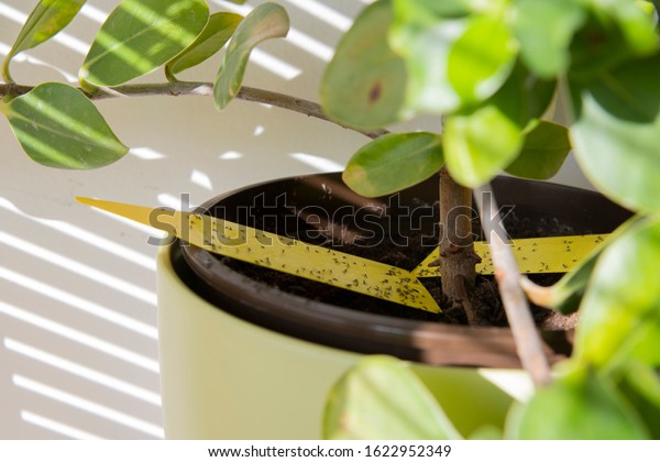 House\
plant with yellow sticky tape full of fungus\
gnats