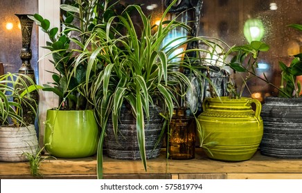 House Plants