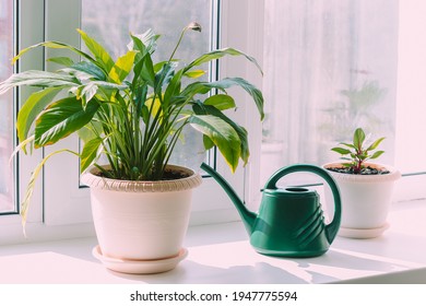 A house plants in flowerpots and green watering can on the windowsill. Sunny day