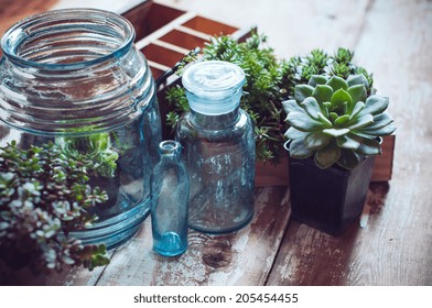 House plants, green succulents, old wooden box and blue vintage glass bottles on a wooden board, home gardening and decorating rustic style. - Powered by Shutterstock