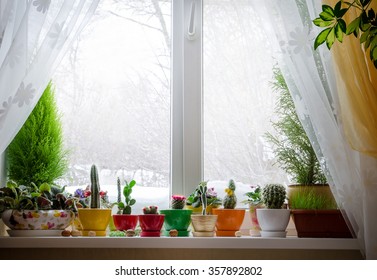 House Plants On Window