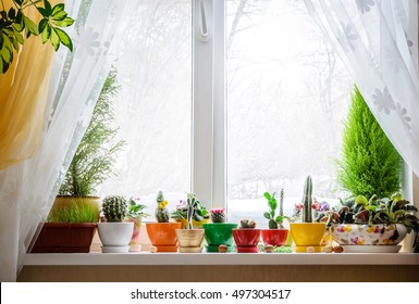 House Plants On Window