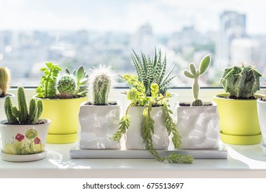 House plants on window. Cactus collection. - Powered by Shutterstock