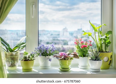 House plants on window. Orchid, cactus, blue flower, violet, carnation, succulent, cala - Powered by Shutterstock