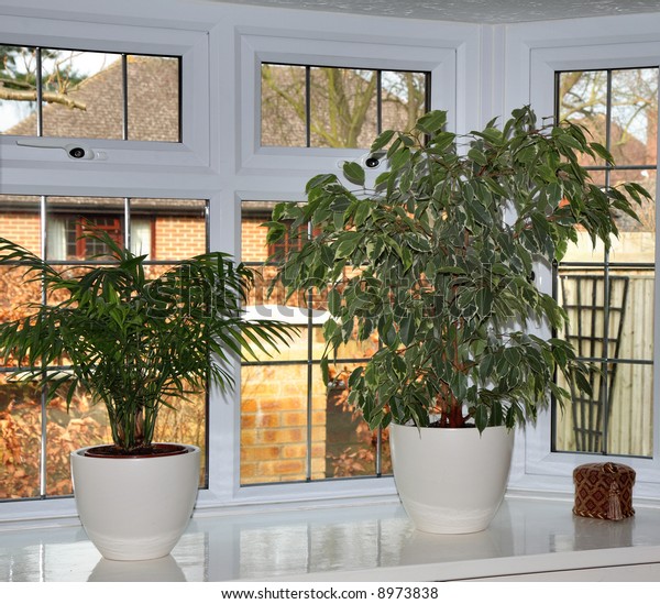 House Plants Sitting On White Bay Stock Photo Edit Now 8973838