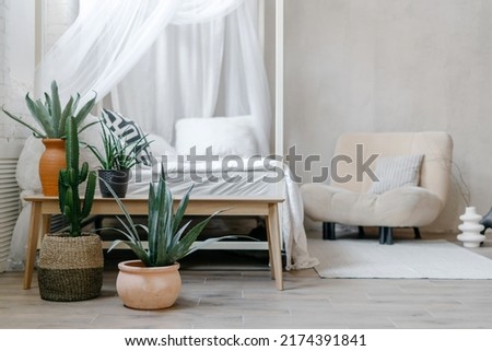 House plants in wicker basket and ceramic pots stand on wooden bench against armchair and comfy bed with white baldachin. Morning light in bright boho chic style bedroom. Scandinavian interior design