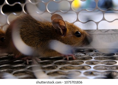 House Rat In A Cage. Mouse Trap. Norway Rat