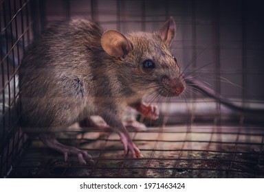 House rat trapped inside and cornered in a metal mesh mousetrap cage. concept of fear and pest control.