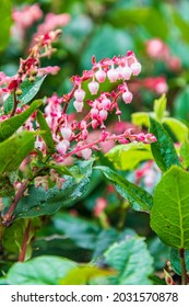 House Rock Viewpoint, Oregon, USA. Salal Flowers On The Oregon Coast.