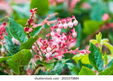 House Rock Viewpoint, Oregon, USA. Salal Flowers On The Oregon Coast.