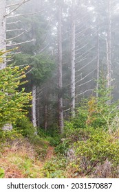 House Rock Viewpoint, Oregon, USA. Trees In The Mist On The Oregon Coast.