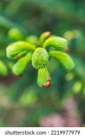 House Rock Viewpoint, Oregon, USA. New Growth On A Conifer Tree.