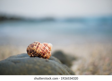 海 貝 の写真素材 画像 写真 Shutterstock