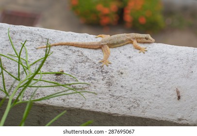 ヤモリ の画像 写真素材 ベクター画像 Shutterstock