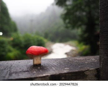 a house from smurfs village red mushroom