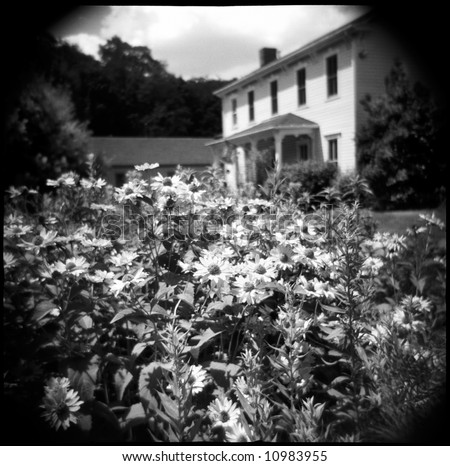 House in Southern Gothic style seen beyond a bed of daisies. The photo was taken on film with a Holga toy camera, which gives it a unique vintage appearance difficult to recreate digitally.
