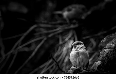 A house sparrow