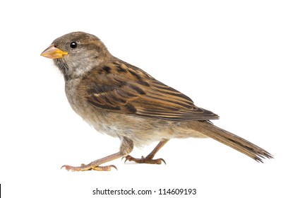 House Sparrow against white background - Shutterstock ID 114609193