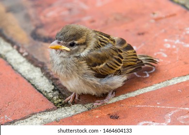 baby sparrow